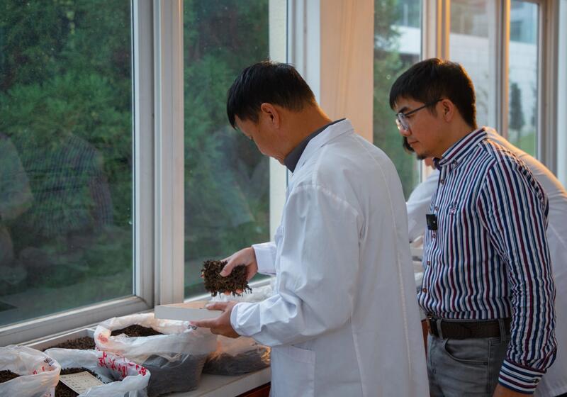 拼配与纯料茶：不是对立而是互补