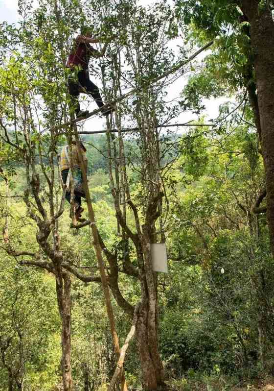 拼配与纯料茶：不是对立而是互补