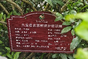 中国海拔最高的茶园