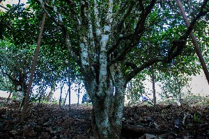 我们为什么都在谈论古茶树？