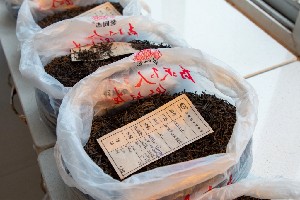 拼配与纯料茶：不是对立而是互补