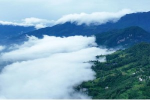 跟着赛事看非遗：蒙顶山茶来助力！！（2）