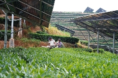 茶园光伏技术应用研究进展与展望