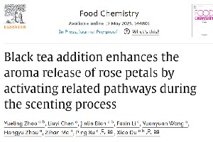 四川农业大学杜晓教授团队Food Chemistry成果：红茶窨制激活代谢途径提升玫瑰花香释放的关键机制