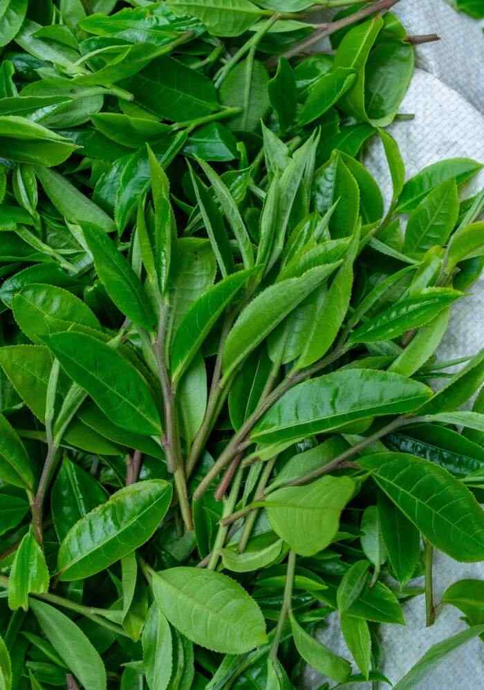 茶叶“摊晾”和“萎凋”常被混淆？今天 彻底理清!