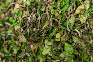 茶叶“摊晾”和“萎凋”常被混淆?今天 彻底理清! 茶叶“摊晾”和“萎凋”常被混淆?今天 彻底理清!