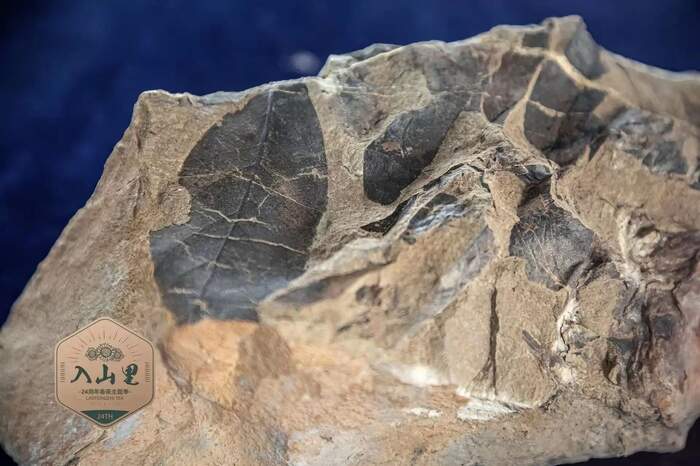 野生茶到底是个怎样的存在？