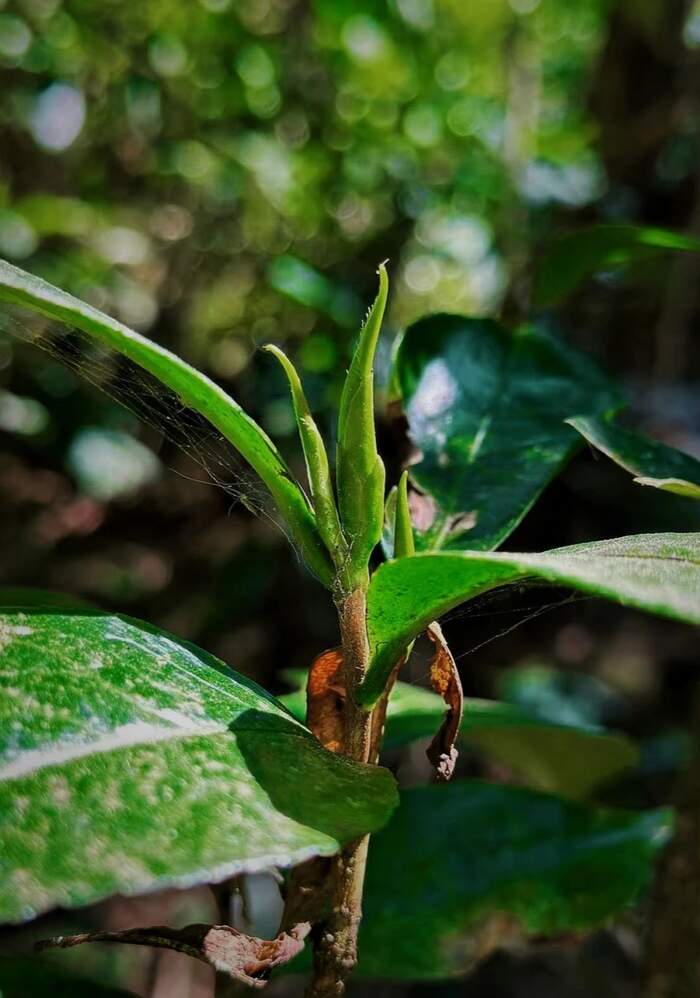 野生茶到底是个怎样的存在？