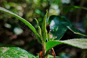 野生茶到底是个怎样的存在? 野生茶到底是个怎样的存在?