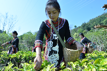 低产低效茶园改造技术研究 低产低效茶园改造技术研究