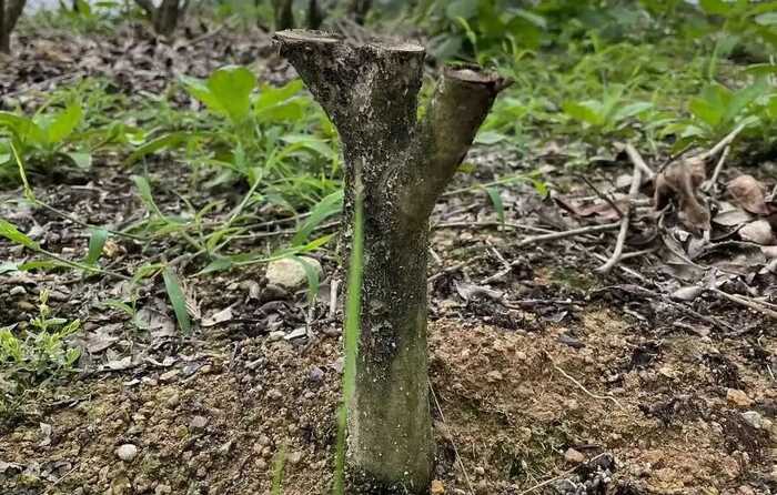 低产低效茶园改造技术研究 低产低效茶园改造技术研究