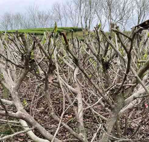 低产低效茶园改造技术研究 低产低效茶园改造技术研究