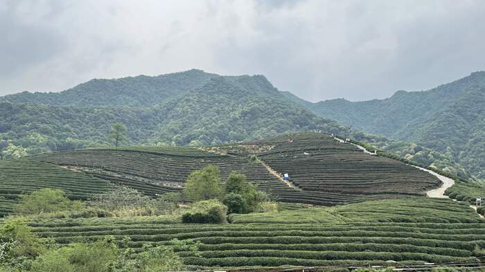 低产低效茶园改造技术研究 低产低效茶园改造技术研究