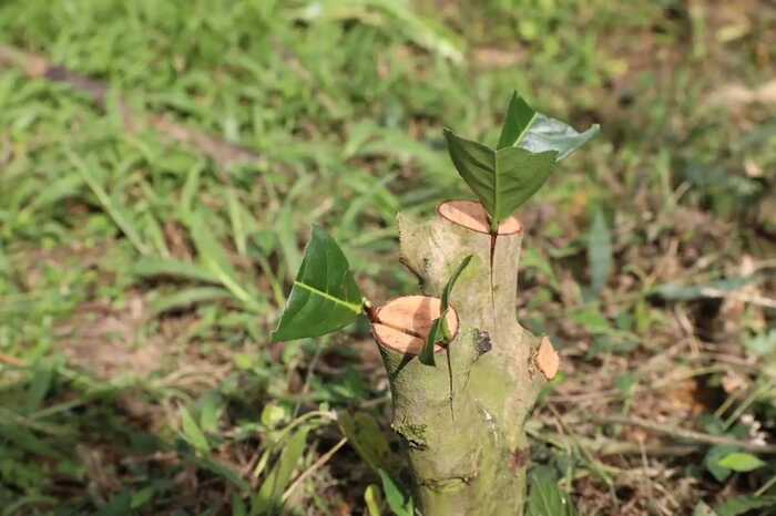 低产低效茶园改造技术研究 低产低效茶园改造技术研究