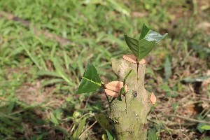 低产低效茶园改造技术研究 低产低效茶园改造技术研究