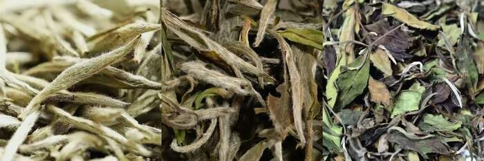 有机茶VS常规茶 白毫银针和白牡丹滋味化学特征解析 有机茶VS常规茶 白毫银针和白牡丹滋味化学特征解析