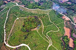 有机茶VS常规茶 白毫银针和白牡丹滋味化学特征解析 有机茶VS常规茶 白毫银针和白牡丹滋味化学特征解析