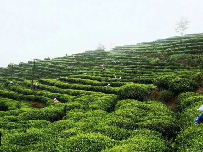 有机茶VS常规茶 白毫银针和白牡丹滋味化学特征解析 有机茶VS常规茶 白毫银针和白牡丹滋味化学特征解析