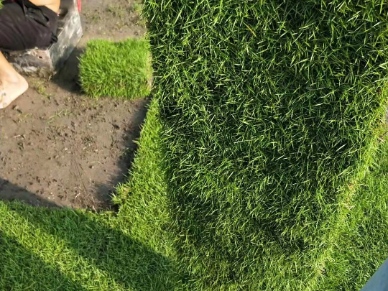 “马尼拉草皮:结缕草品种绿化工程的优选草皮” “马尼拉草皮:结缕草品种绿化工程的优选草皮”